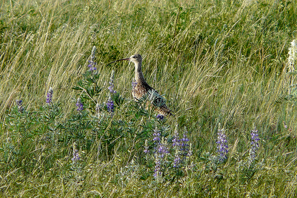 Long-billed curlew is declining across its range due to overharvest, breeding habitat loss.