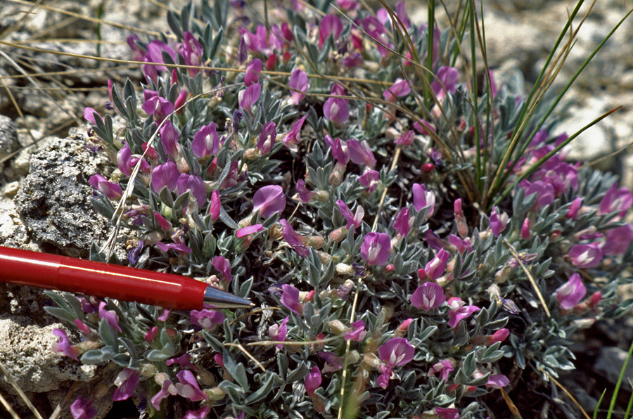 Astragalus barrii lives in dry, semi desert, sparsely vegetated landscapes. It is rare across its range: MT, WY, NE, SD.